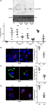 Induction of Autophagy by Ursolic Acid Promotes the Elimination of Trypanosoma cruzi Amastigotes From Macrophages and Cardiac Cells